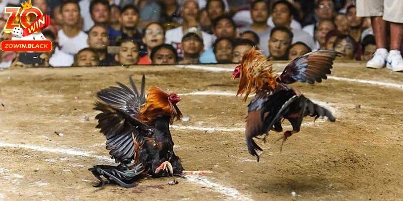 Đá gà Zowin đổi mới để mang lại trải nghiệm tốt Đá gà Zowin đổi mới để mang lại trải nghiệm tốt